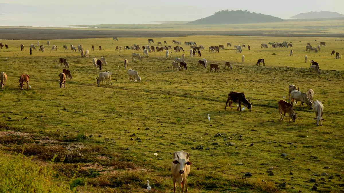 Image showcasing Harmonious pastures: Discovering the holistic impact of free-range ...